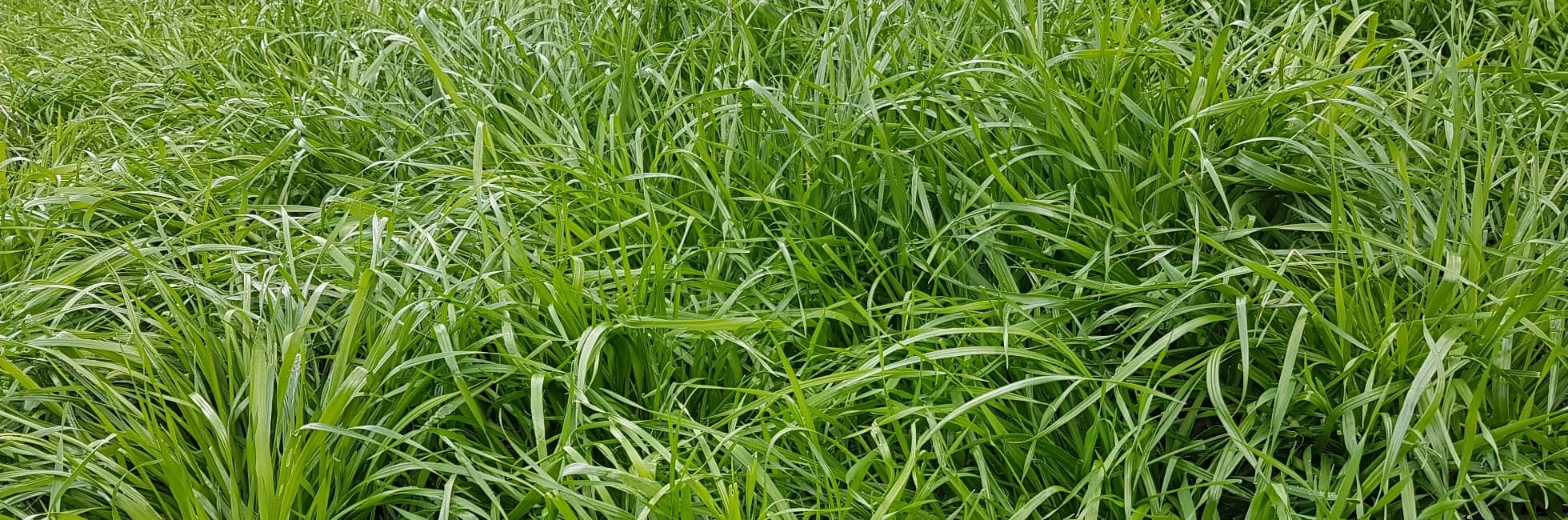 Managing new pasture.