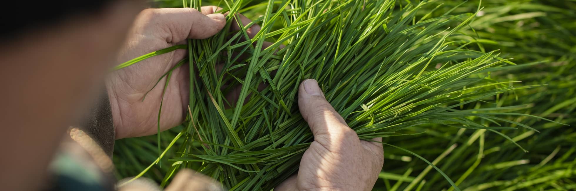 Goes the distance | Cropmark Seeds