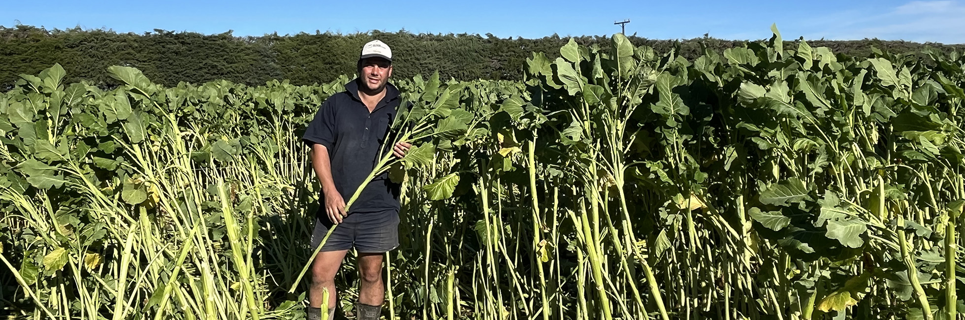 Case study – John Duncan, Ashburton – Kea Kale