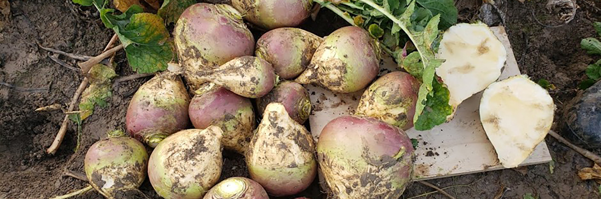 Case study – Hendrik De Vries – Southland – Saddleback Swede