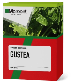 Gustea