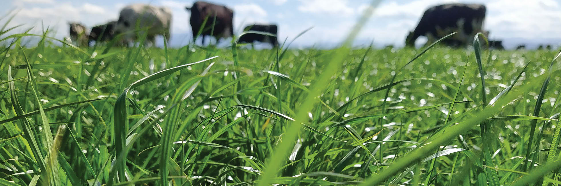 Catch crops after winter grazing