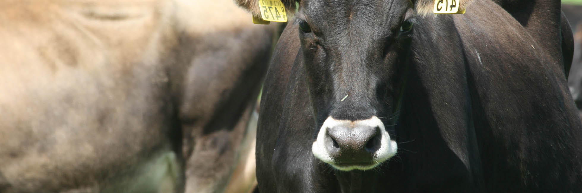 Get covers right for calving