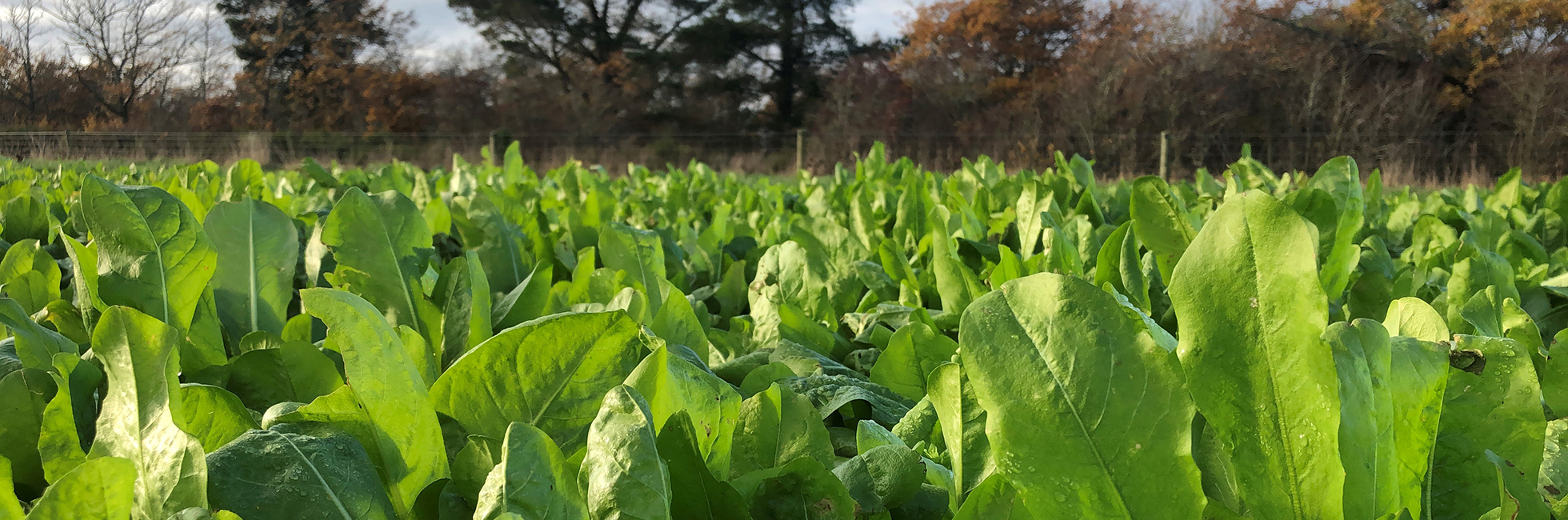 Maximise summer forage crop performance